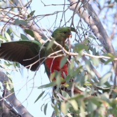 Alisterus scapularis at Hawker, ACT - 26 May 2024