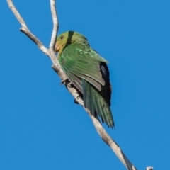 Alisterus scapularis at Hawker, ACT - 26 May 2024