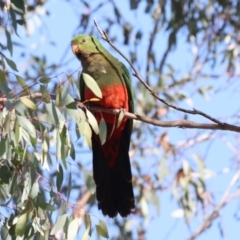 Alisterus scapularis at Hawker, ACT - 26 May 2024