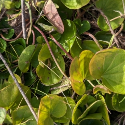 Dichondra repens (Kidney Weed) at The Pinnacle - 30 May 2024 by CattleDog