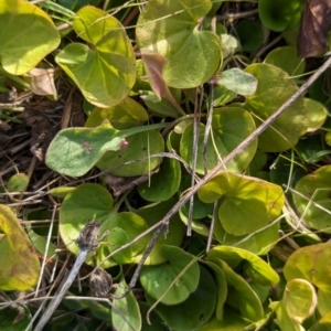 Dichondra repens at The Pinnacle - 30 May 2024