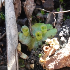 Marchantia polymorpha at Deua National Park (CNM area) - 29 May 2024 01:15 PM