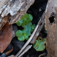 Marchantia polymorpha at Deua National Park (CNM area) - 29 May 2024 01:15 PM