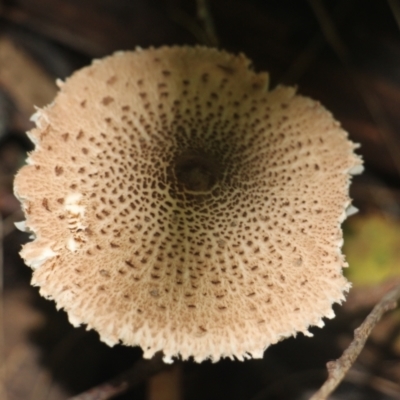 Macrolepiota clelandii (Macrolepiota clelandii) at Currowan, NSW - 27 May 2024 by UserCqoIFqhZ