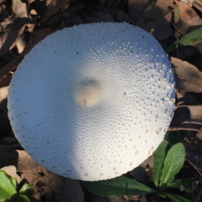 Macrolepiota dolichaula (Macrolepiota dolichaula) at Currowan, NSW - 27 May 2024 by UserCqoIFqhZ