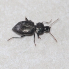 Carabidae (family) at Currowan, NSW - 26 Mar 2024 by UserCqoIFqhZ