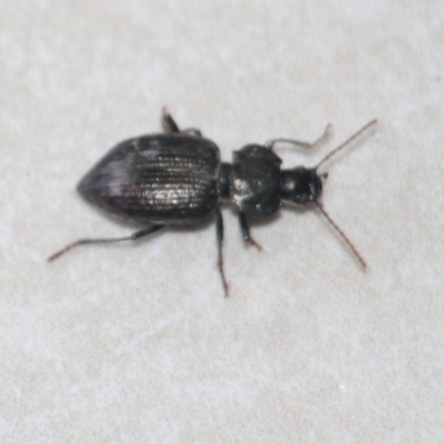 Carabidae (family) at Currowan, NSW - 26 Mar 2024 by UserCqoIFqhZ