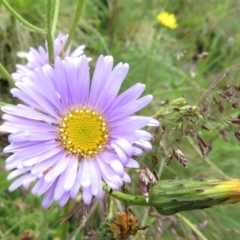 Brachyscome sp. (Cut-leaf Daisy) at Cotter River, ACT - 20 Jan 2022 by RobParnell