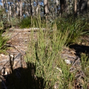 Exocarpos strictus at Deua National Park (CNM area) - 29 May 2024