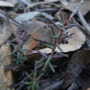 Lissanthe strigosa subsp. subulata at Deua National Park (CNM area) - 29 May 2024 02:26 PM