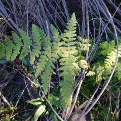 Histiopteris incisa (Bat's-Wing Fern) at Deua National Park (CNM area) - 29 May 2024 by RobG1