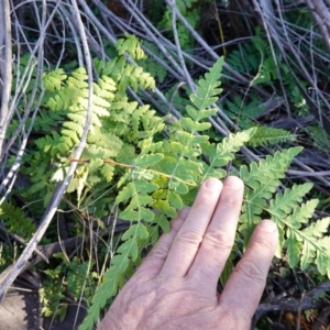 Histiopteris incisa at Deua National Park (CNM area) - 29 May 2024