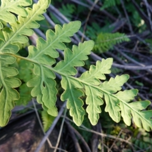 Histiopteris incisa at Deua National Park (CNM area) - 29 May 2024