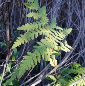 Histiopteris incisa at Deua National Park (CNM area) - 29 May 2024