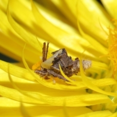 Heliocosma (genus - immature) (A tortrix or leafroller moth) at ANBG - 30 May 2024 by TimL