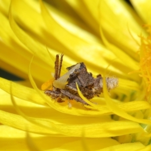 Heliocosma (genus - immature) at ANBG - 30 May 2024