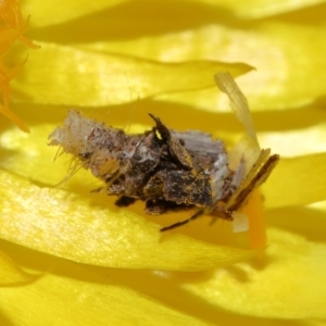 Heliocosma (genus - immature) at ANBG - 30 May 2024