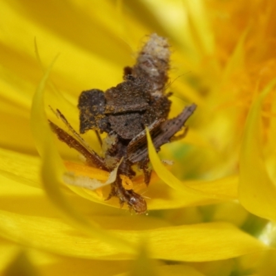 Unidentified Parasitic wasp (numerous families) at ANBG - 30 May 2024 by TimL