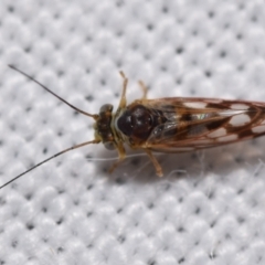 Psyllidae sp. (family) (Unidentified psyllid or lerp insect) at QPRC LGA - 30 May 2024 by DianneClarke