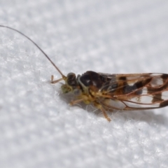 Psyllidae sp. (family) at QPRC LGA - suppressed