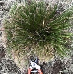 Nassella trichotoma (Serrated Tussock) at Mount Majura - 30 May 2024 by waltraud