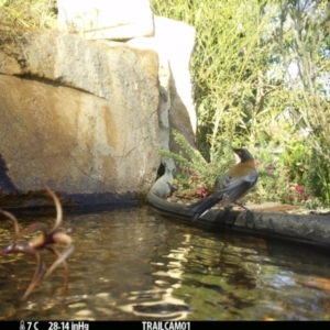 Acanthorhynchus tenuirostris at Aranda, ACT - 27 May 2024