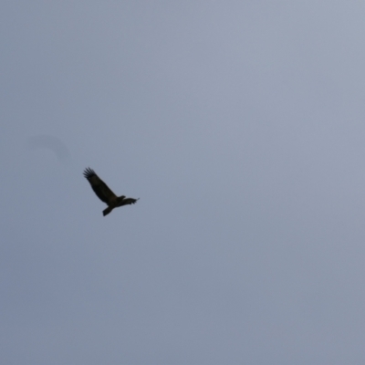 Haliaeetus leucogaster (White-bellied Sea-Eagle) at Collarenebri, NSW - 24 May 2024 by MB