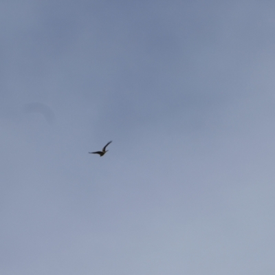 Haliastur sphenurus (Whistling Kite) at Collarenebri, NSW - 24 May 2024 by MB