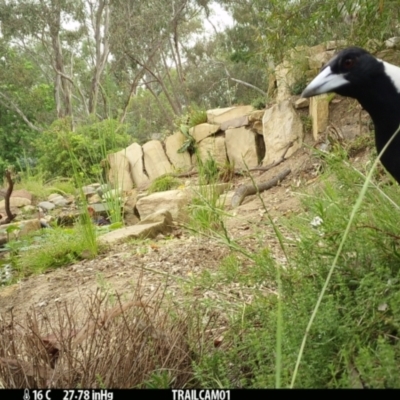 Gymnorhina tibicen (Australian Magpie) at Aranda, ACT - 7 Jan 2020 by Jubeyjubes