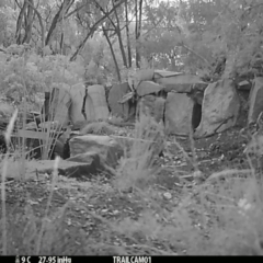 Vulpes vulpes at Aranda, ACT - 1 Jan 2020 by Jubeyjubes