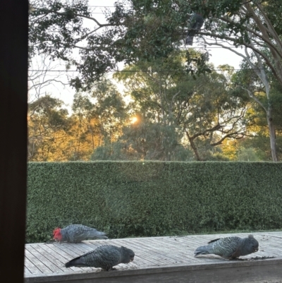 Callocephalon fimbriatum (Gang-gang Cockatoo) at Campbell, ACT - 13 Apr 2024 by ian.brumby