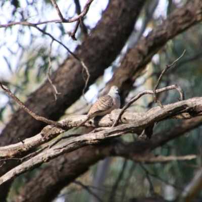 Geopelia placida (Peaceful Dove) at Collarenebri, NSW - 24 May 2024 by MB