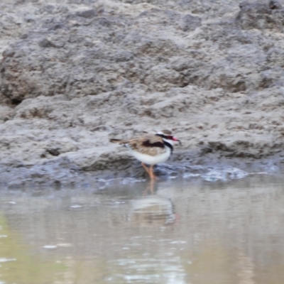 Charadrius melanops (Black-fronted Dotterel) at Collarenebri, NSW - 24 May 2024 by MB