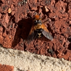 Microtropesa sinuata (A bristle fly) at Mernda, VIC - 31 May 2024 by jmangion