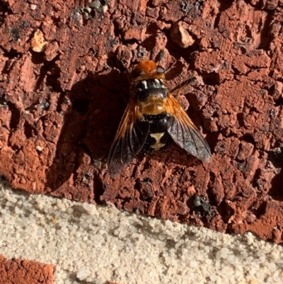 Microtropesa sinuata (A bristle fly) at Mernda, VIC - 30 May 2024 by jmangion