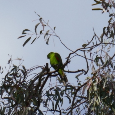 Aprosmictus erythropterus (Red-winged Parrot) at Collarenebri, NSW - 25 May 2024 by MB