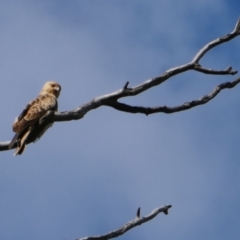 Haliastur sphenurus (Whistling Kite) at Collarenebri, NSW - 25 May 2024 by MB