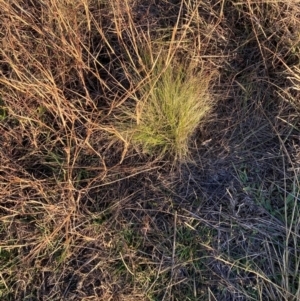 Nassella trichotoma at Mount Majura - 29 May 2024