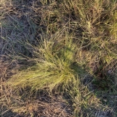 Nassella trichotoma (Serrated Tussock) at Watson, ACT - 29 May 2024 by waltraud