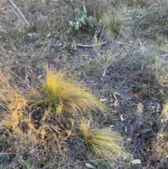 Nassella trichotoma (Serrated Tussock) at Watson, ACT - 29 May 2024 by waltraud