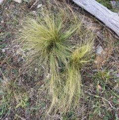 Nassella trichotoma (Serrated Tussock) at Mount Majura - 29 May 2024 by waltraud