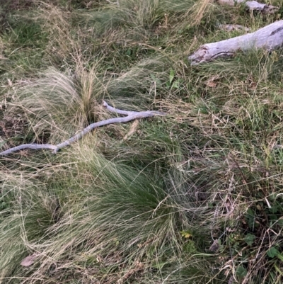 Nassella trichotoma (Serrated Tussock) at Watson, ACT - 29 May 2024 by waltraud