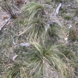 Nassella trichotoma at Mount Majura - 30 May 2024