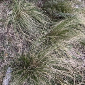 Nassella trichotoma at Mount Majura - 30 May 2024