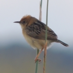 Cisticola exilis (Golden-headed Cisticola) at Hume, ACT - 18 Dec 2023 by michaelb