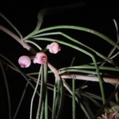 Amyema cambagei at Point Hut Pond - 23 Dec 2023