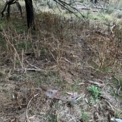 Solanum nigrum at Mount Majura - 30 May 2024 05:03 PM