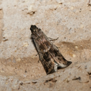 Creobota apodectum at Harrison, ACT - suppressed