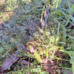 Senecio hispidulus at Birrigai - 20 May 2024