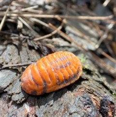 Monophlebulus sp. (genus) at Bungonia National Park - 30 Mar 2023 12:52 PM